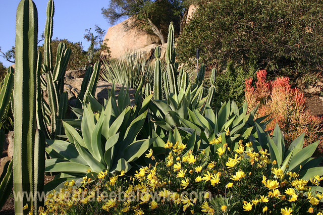 Succulent Gardens - Eclectic - Garden - San Diego - by Debra Lee