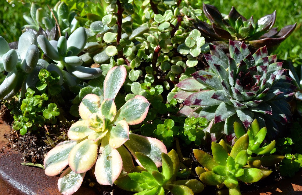 На фото: маленький солнечный, летний регулярный сад на заднем дворе в средиземноморском стиле с растениями в контейнерах, хорошей освещенностью и покрытием из гравия для на участке и в саду