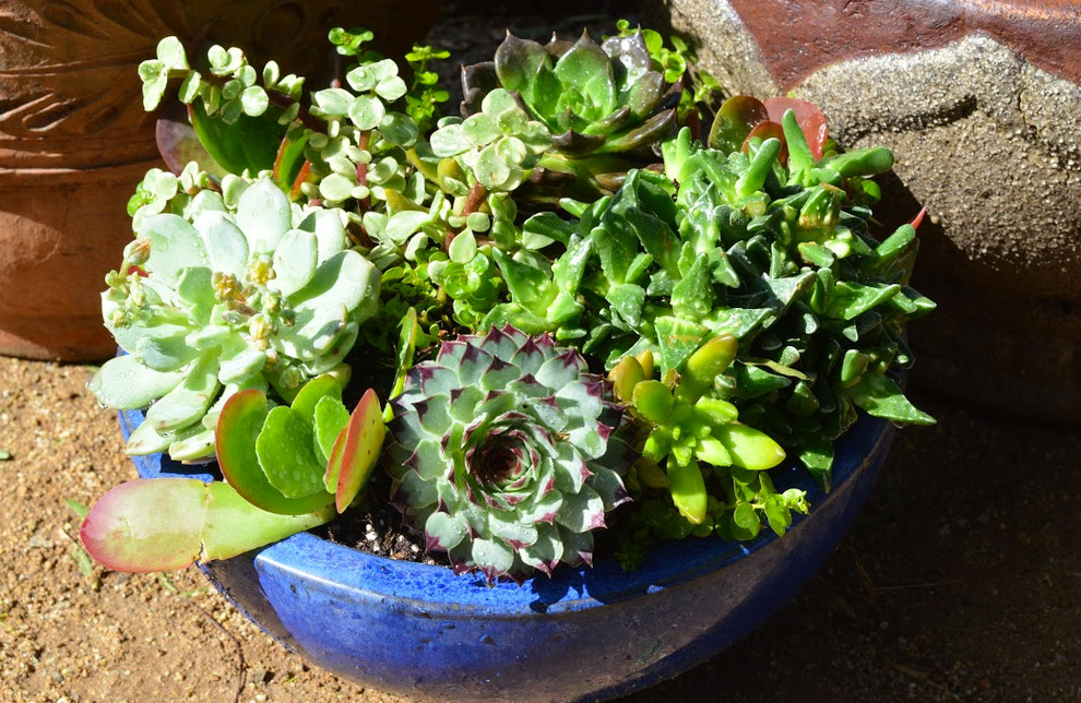 На фото: маленький солнечный, летний регулярный сад на боковом дворе в средиземноморском стиле с растениями в контейнерах, хорошей освещенностью и покрытием из каменной брусчатки для на участке и в саду с