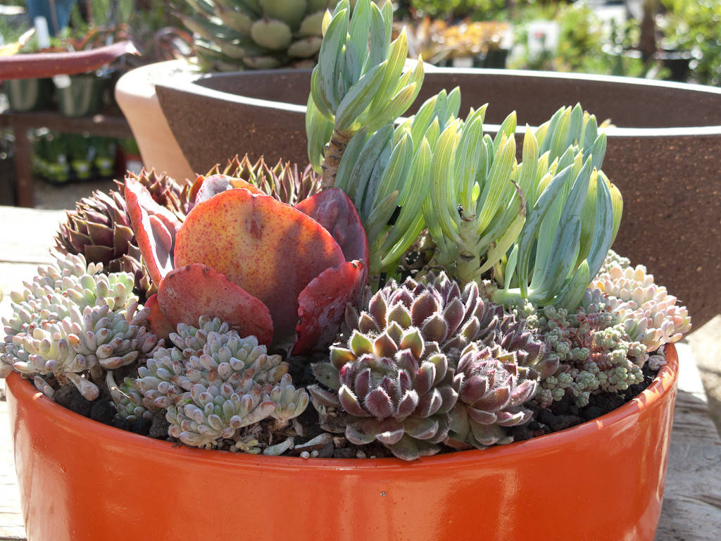 A Fresh Start How To Get New Succulents For Free Houzz Au