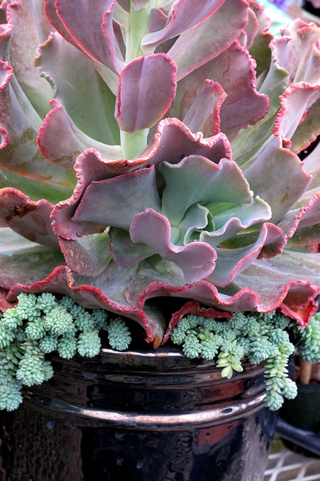 succulent plants and pots Contemporary Landscape Seattle by