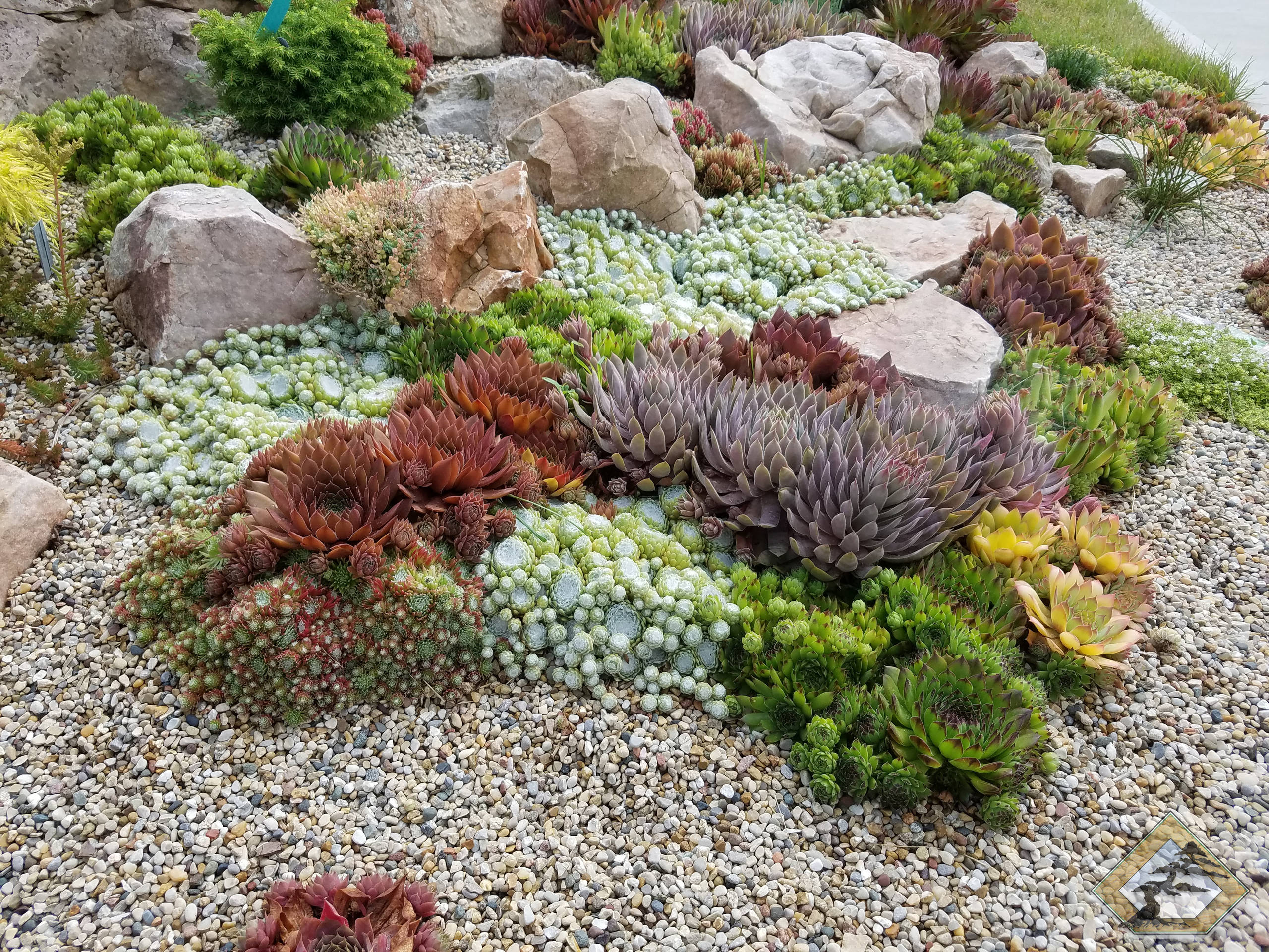 succulent rock garden design succulent rock garden design