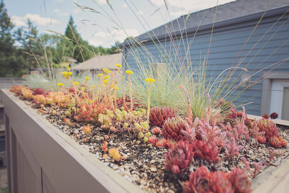 Ispirazione per un piccolo giardino xeriscape minimalista esposto in pieno sole sul tetto con pavimentazioni in cemento