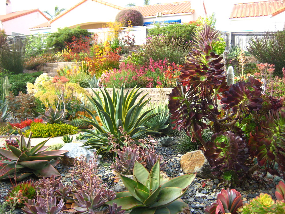 Design ideas for a mediterranean xeriscape garden in San Luis Obispo with a retaining wall.