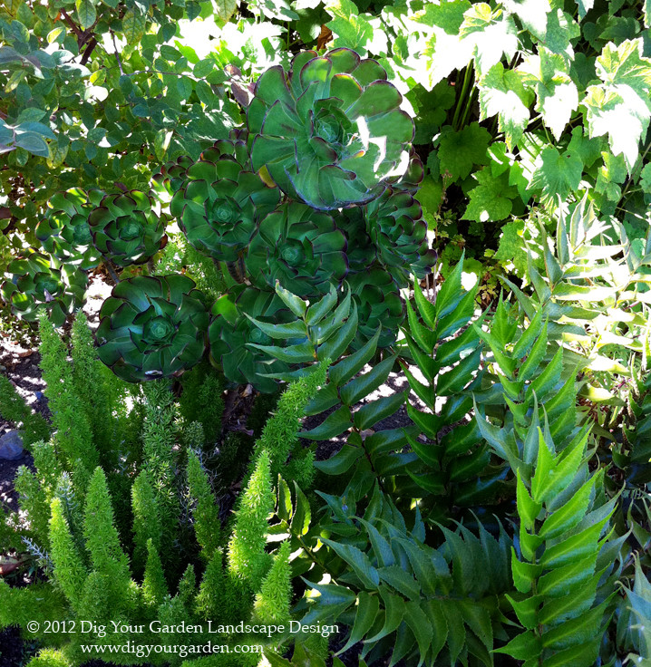 Succulents and Companion Plants Contemporary Landscape