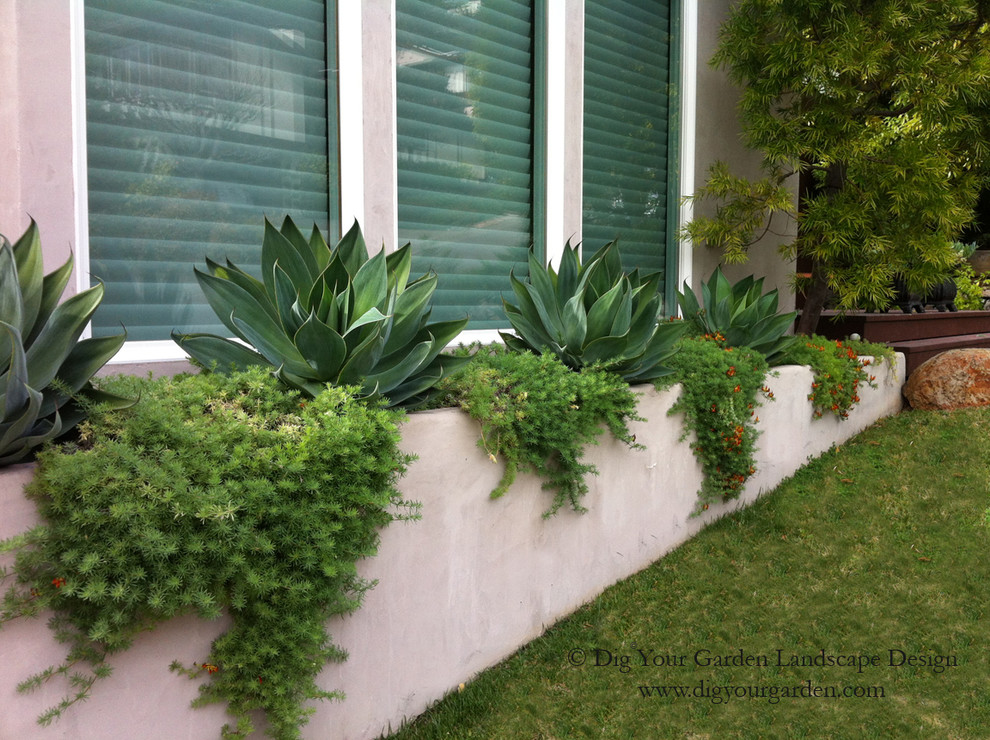 Foto di un piccolo giardino xeriscape design esposto in pieno sole davanti casa in estate con un giardino in vaso