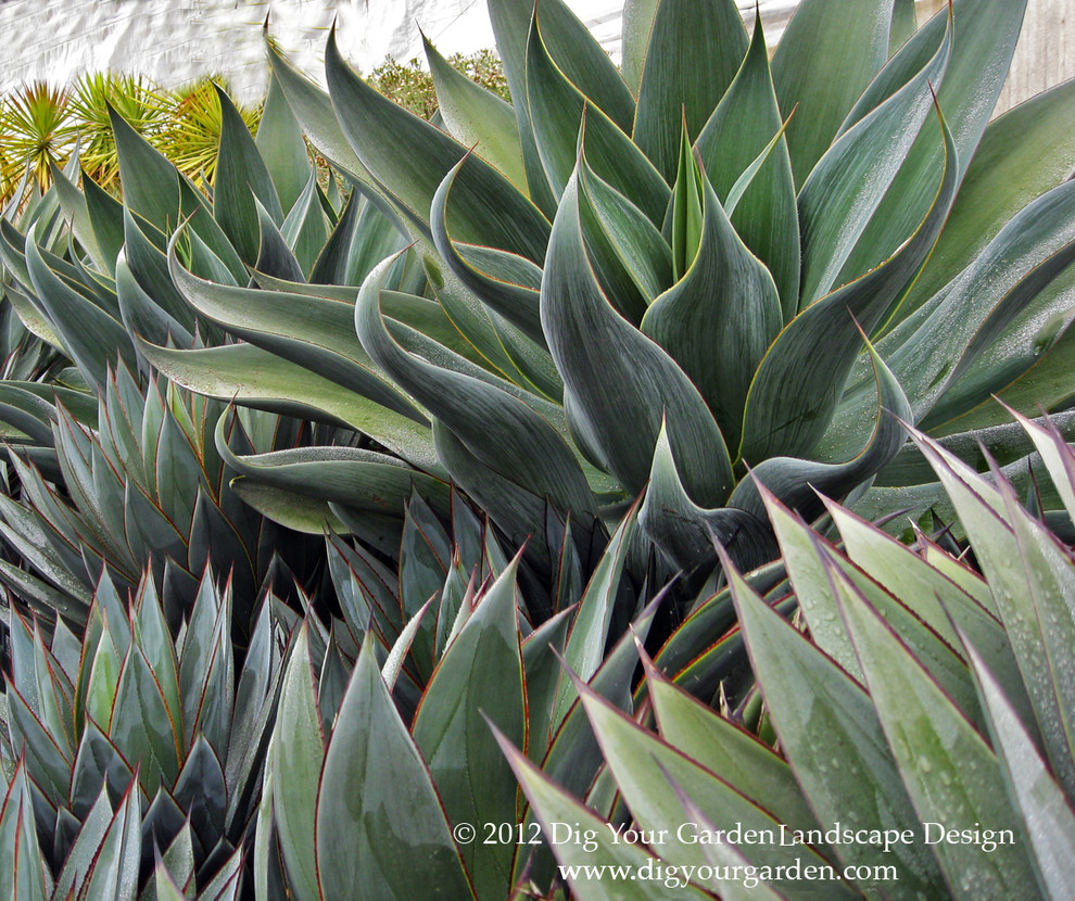 Foto di un giardino xeriscape moderno esposto in pieno sole in estate