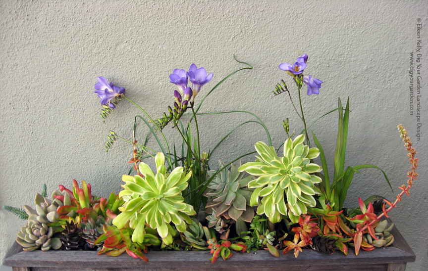 Immagine di un giardino minimal in primavera con un giardino in vaso