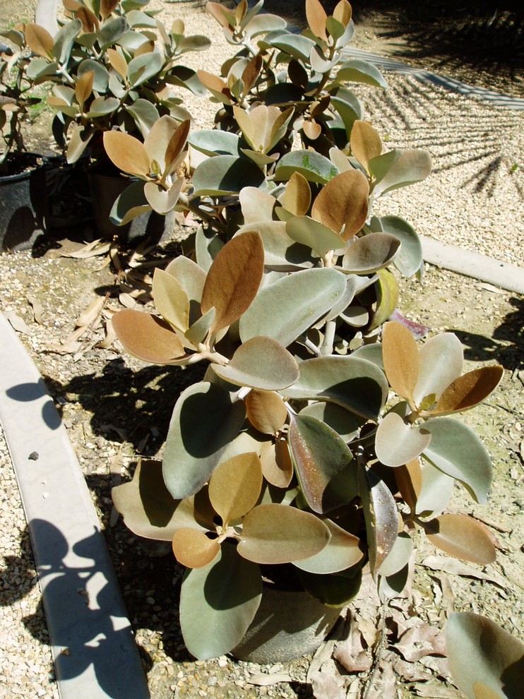 Foto di un giardino mediterraneo