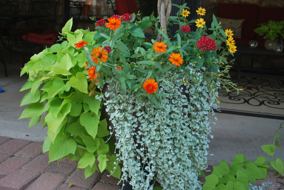 Foto di un giardino esposto in pieno sole dietro casa in estate con un giardino in vaso