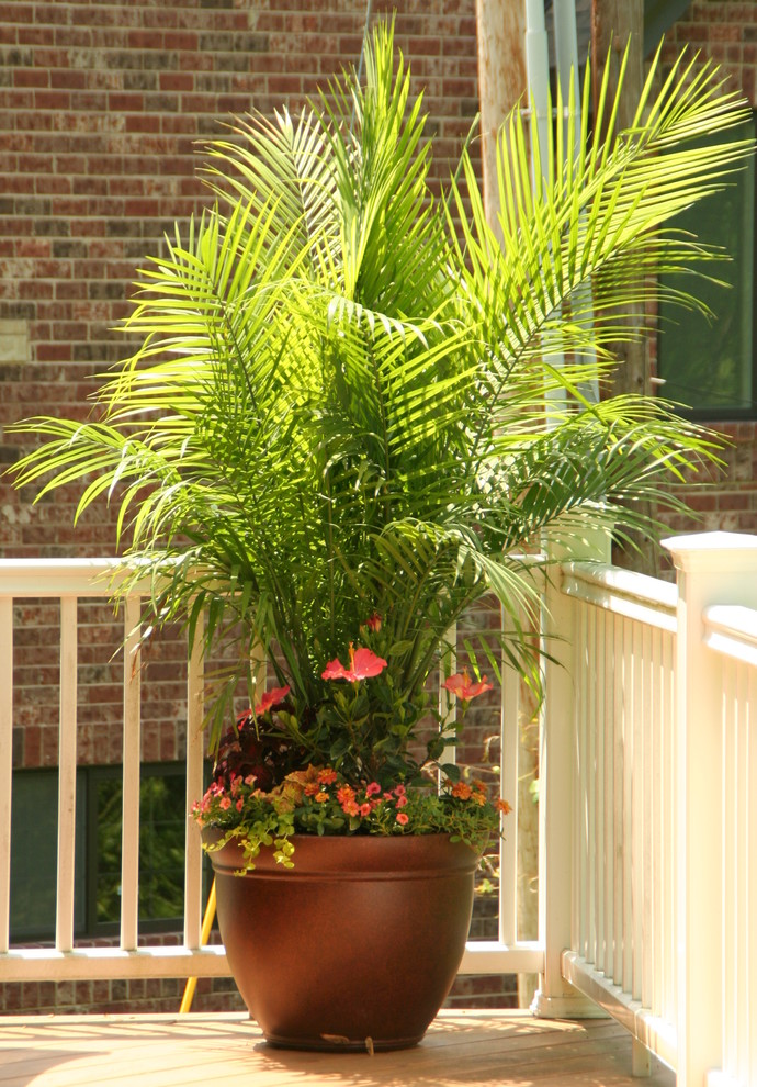 Immagine di un grande giardino tropicale esposto in pieno sole dietro casa in estate con un giardino in vaso