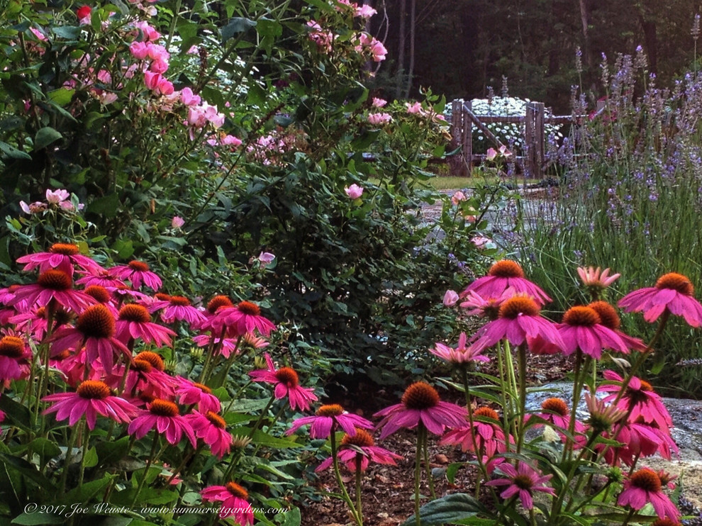 Immagine di un giardino country esposto a mezz'ombra di medie dimensioni e dietro casa