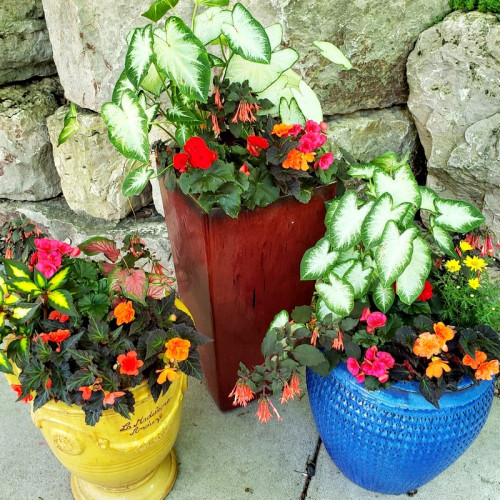Adding planters can add beautiful color to a backyard