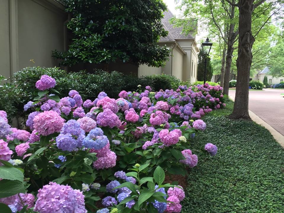 Summertime Traditional Landscape Birmingham by Blackjack