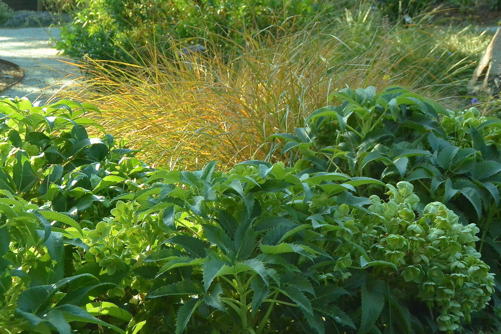 На фото: весенний участок и сад среднего размера на заднем дворе в стиле фьюжн с полуденной тенью и покрытием из гравия с