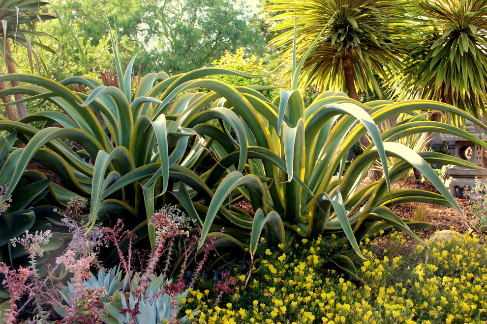 Design ideas for a mediterranean drought-tolerant backyard landscaping in San Luis Obispo.