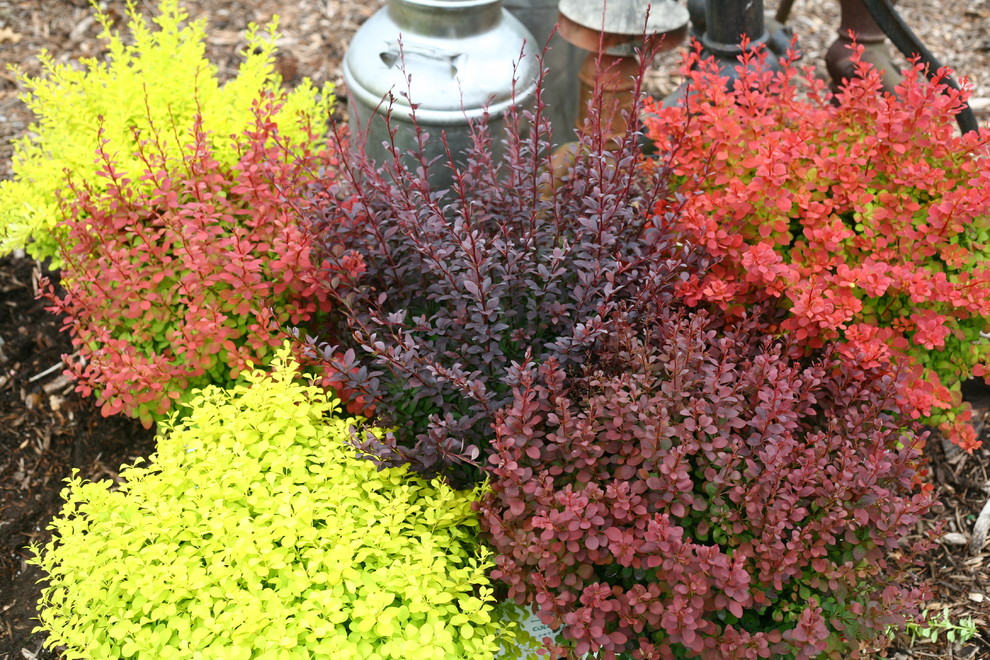 Sunjoy® Barberry (Berberis thunbergii) Landscape Grand Rapids by