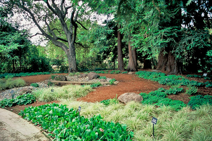 Design ideas for a huge rustic shade courtyard mulch garden path in San Francisco.