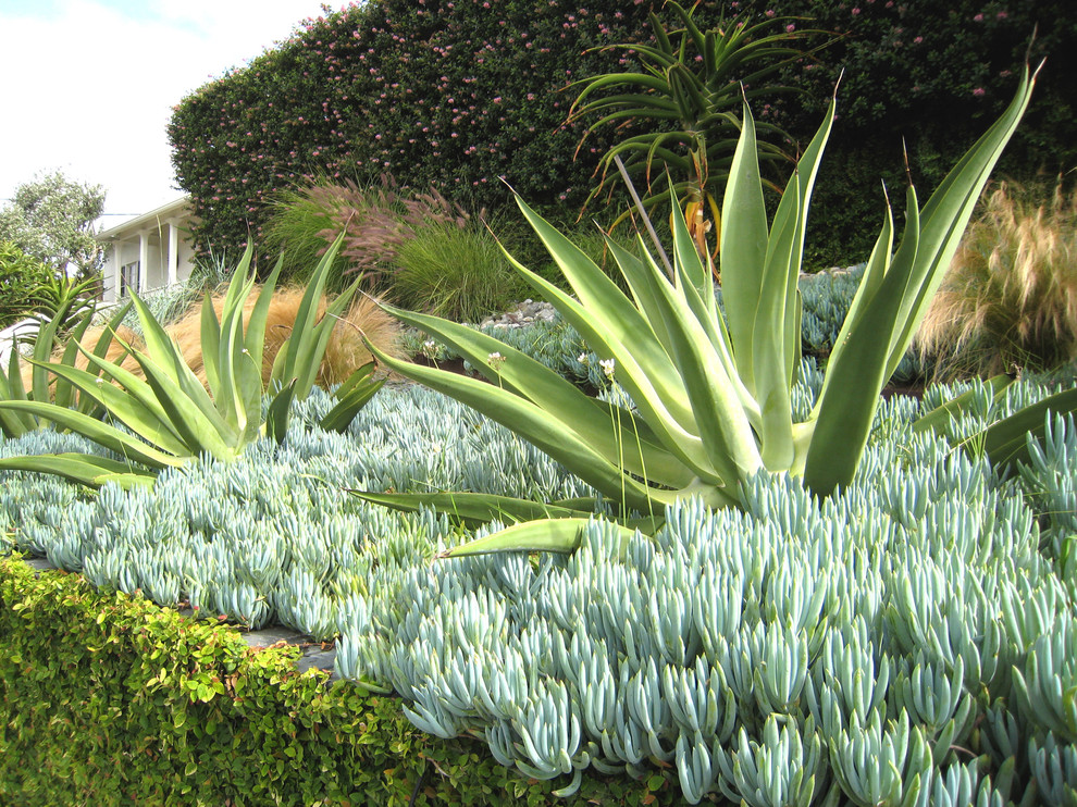 Imagen de jardín de secano minimalista de tamaño medio en primavera en patio delantero con exposición total al sol