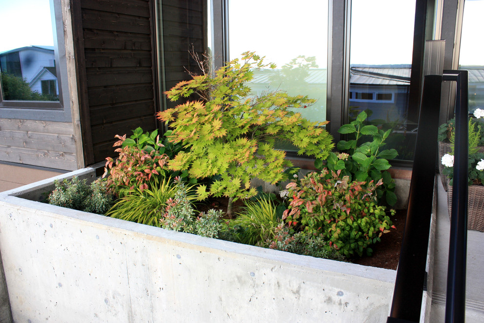 Стильный дизайн: регулярный сад среднего размера на переднем дворе в современном стиле с растениями в контейнерах, полуденной тенью и мощением тротуарной плиткой - последний тренд