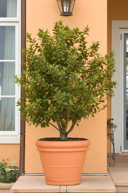 10 Top Trees To Grow In Containers, Outdoor Potted Trees
