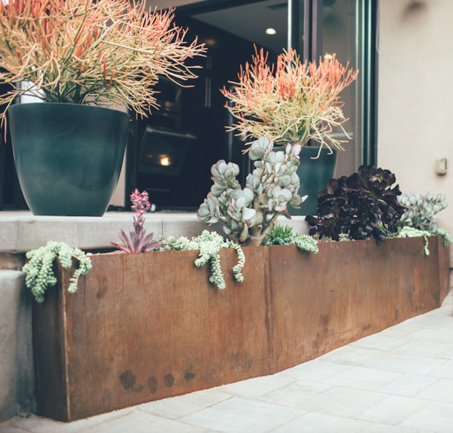 Talmadge Modern Design Modern Garden San Diego by Deep Rooted