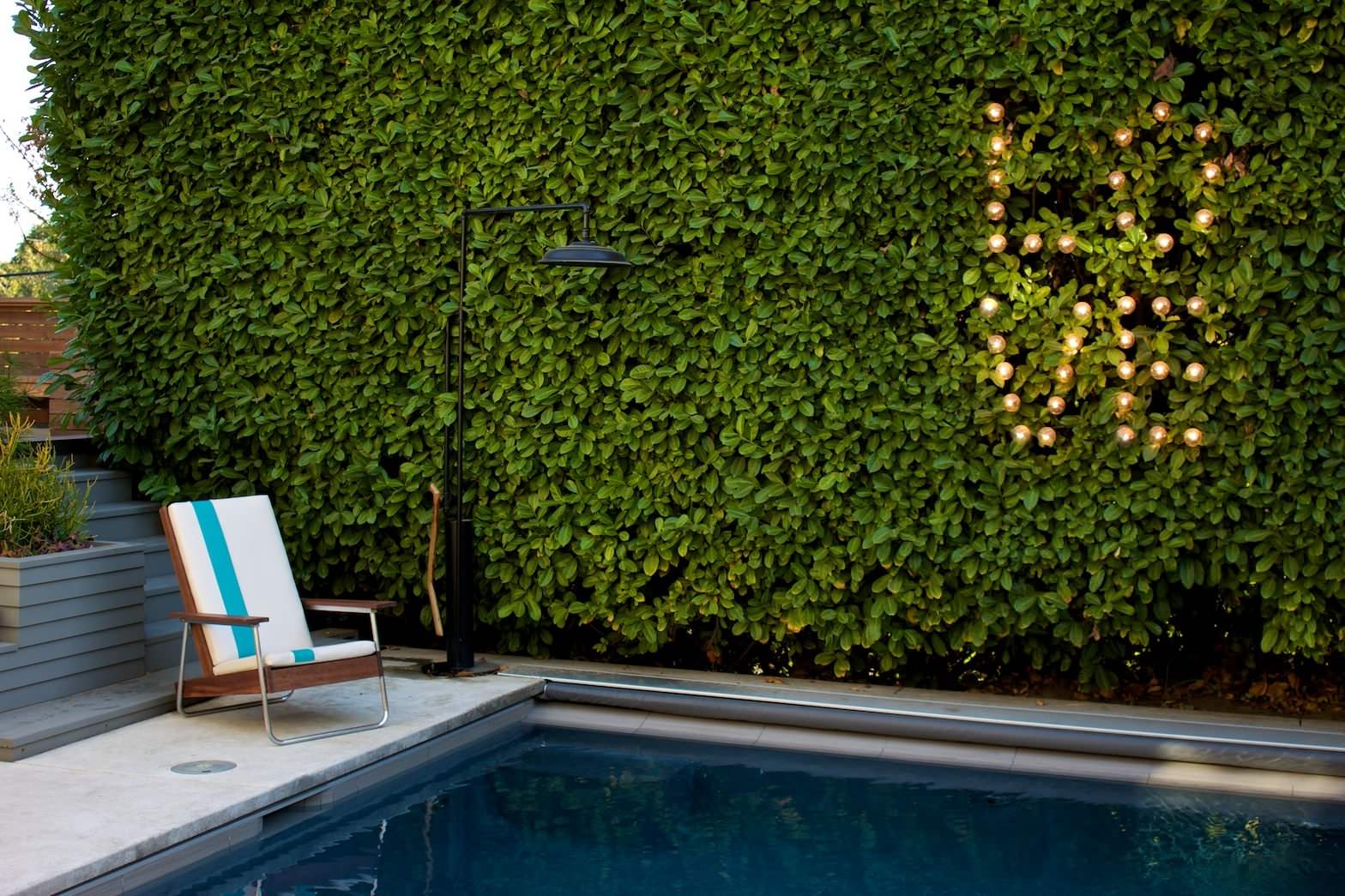 Cherry Laurel Hedge Houzz