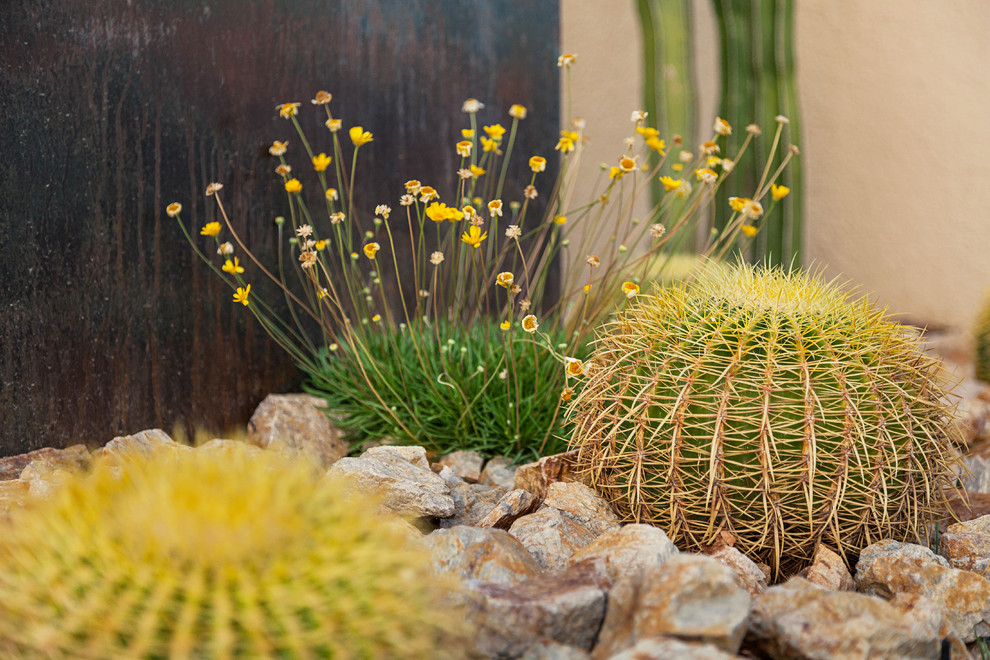 Пример оригинального дизайна: солнечный регулярный сад среднего размера на переднем дворе в стиле модернизм с растениями в контейнерах и хорошей освещенностью