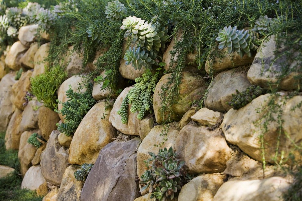 This is an example of an eclectic landscaping in Santa Barbara.