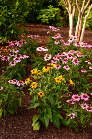 ワシントンD.C.にあるコンテンポラリースタイルのおしゃれな庭の写真