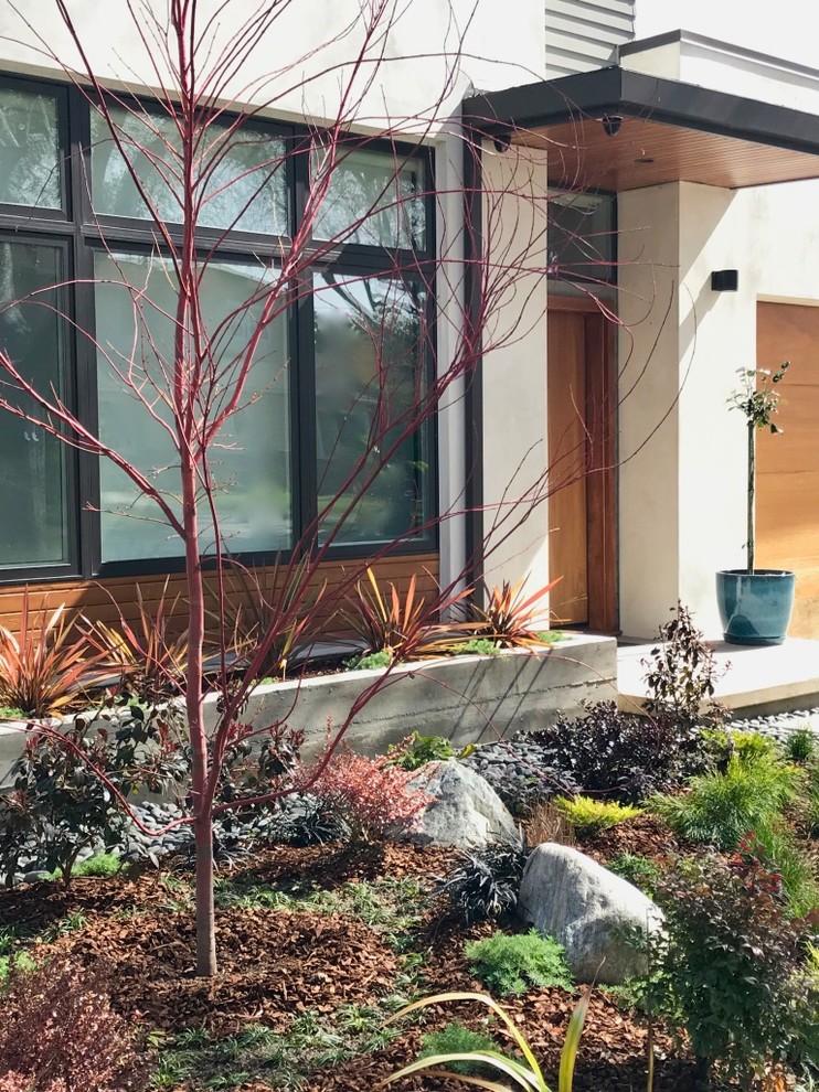 Kleiner, Halbschattiger Moderner Garten im Frühling mit Mulch in Los Angeles