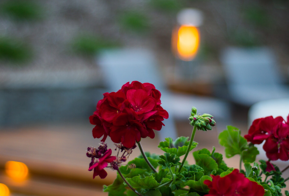 Thousand Oaks Modern Backyard Modern Landscape Los Angeles by