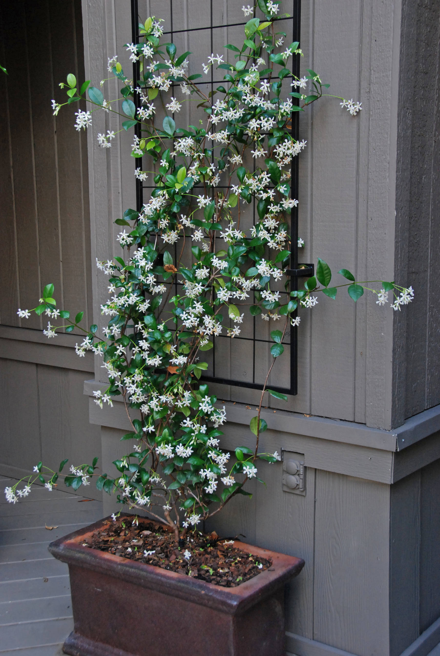 How to Choose a Climbing Plant for Your Front Door | Houzz UK
