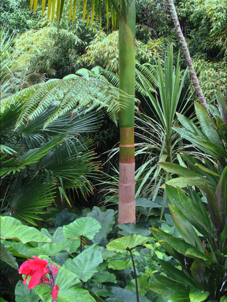 Großer, Halbschattiger Asiatischer Garten im Sommer in Auckland
