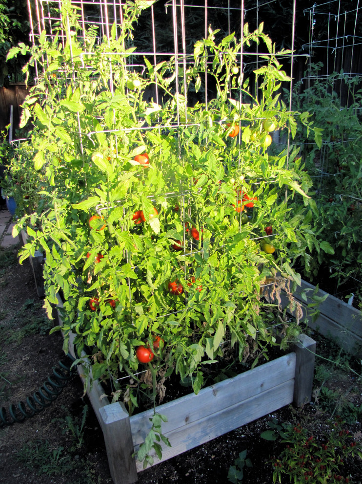 Tomatoes in raised bed Landscape Other