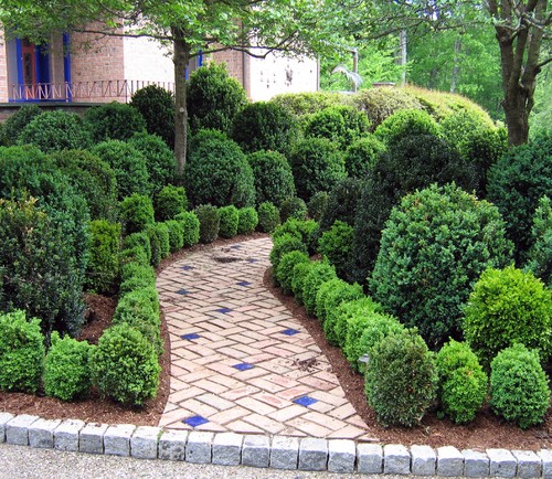 Image of Low, informal yew hedge that borders a walkway in a park