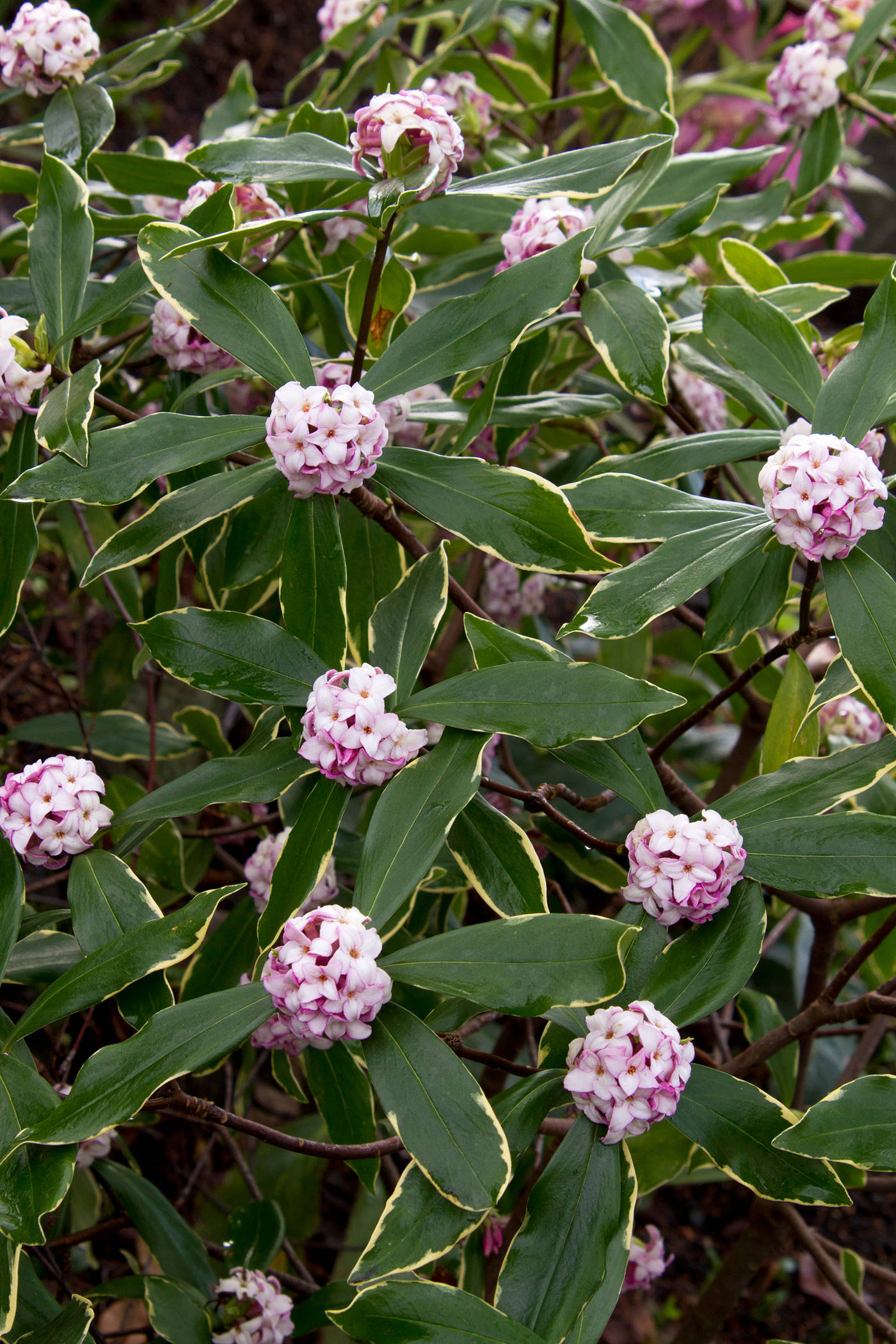 What's the Perfect Evergreen Shrub for Your Garden   Houzz UK