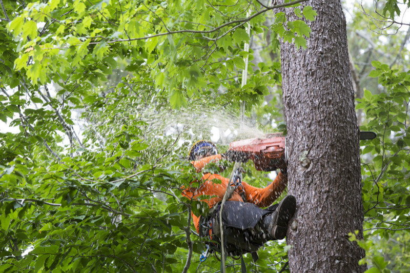 Tree Service Dallas TX Landscape Dallas by BCS Tree Service Houzz