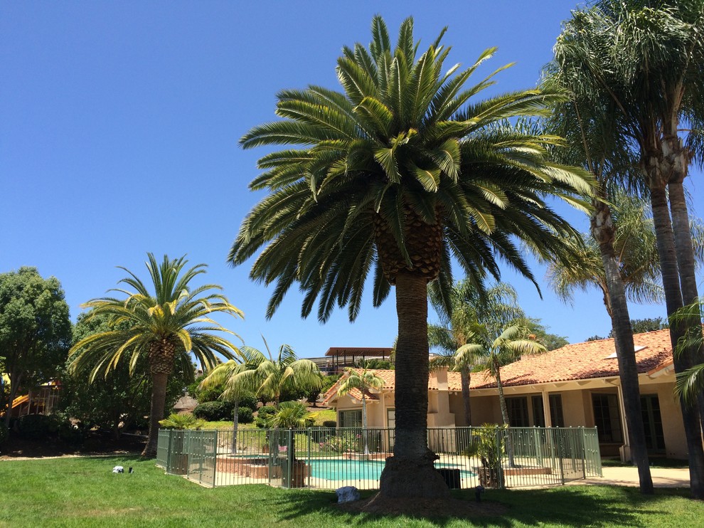 Immagine di un giardino tropicale di medie dimensioni e dietro casa