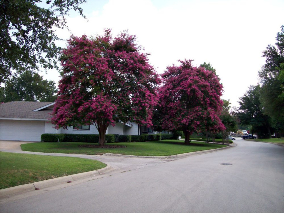 Trees We Love for North Texas Landscape Dallas by Preservation