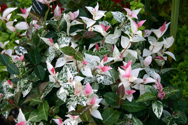 Trachelospermum Jasminoides Tricolor Vaso 18cm Falso Gelsomino Tricolor | Leroy Merlin