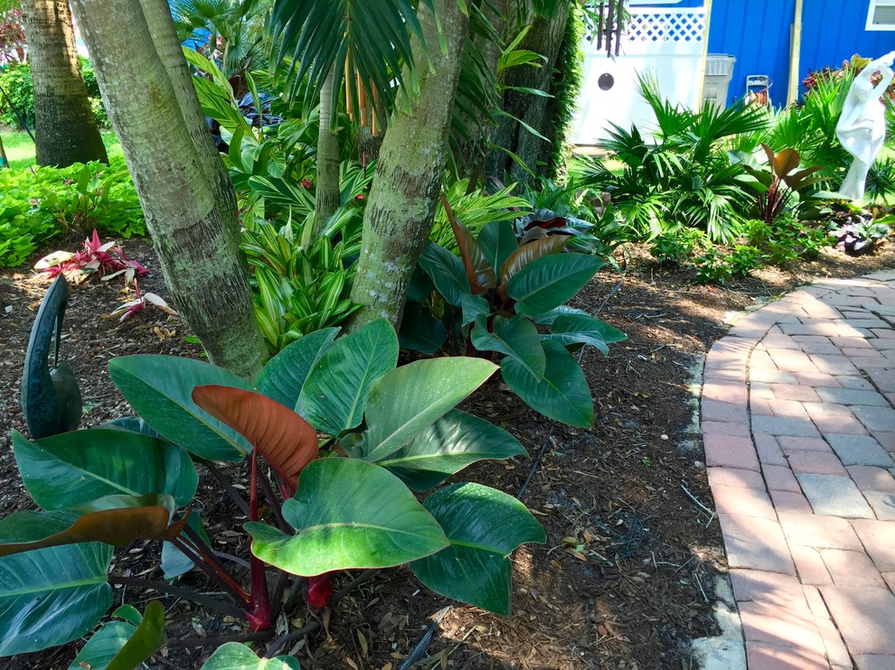 Tropical Accent Plants Tropical Landscape Orlando by