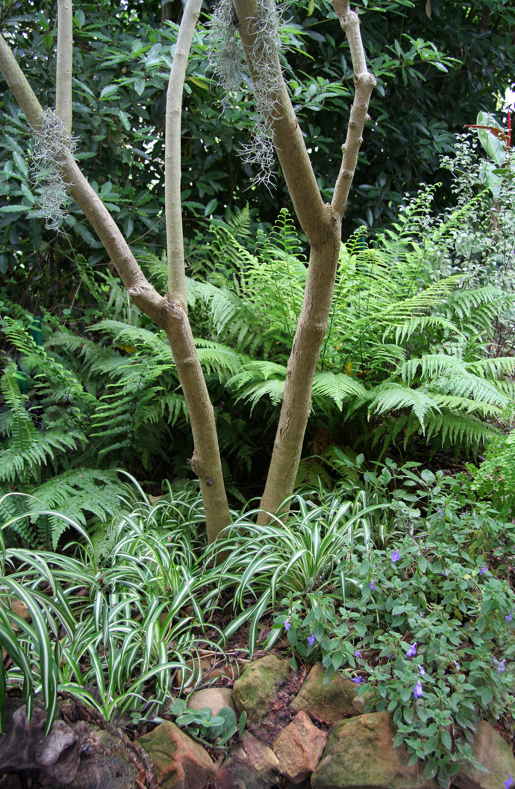 forest design landscaping on Tropical Forest Tropical Landscape Santa Barbara By Donna Lynn Landscape Designer Houzz