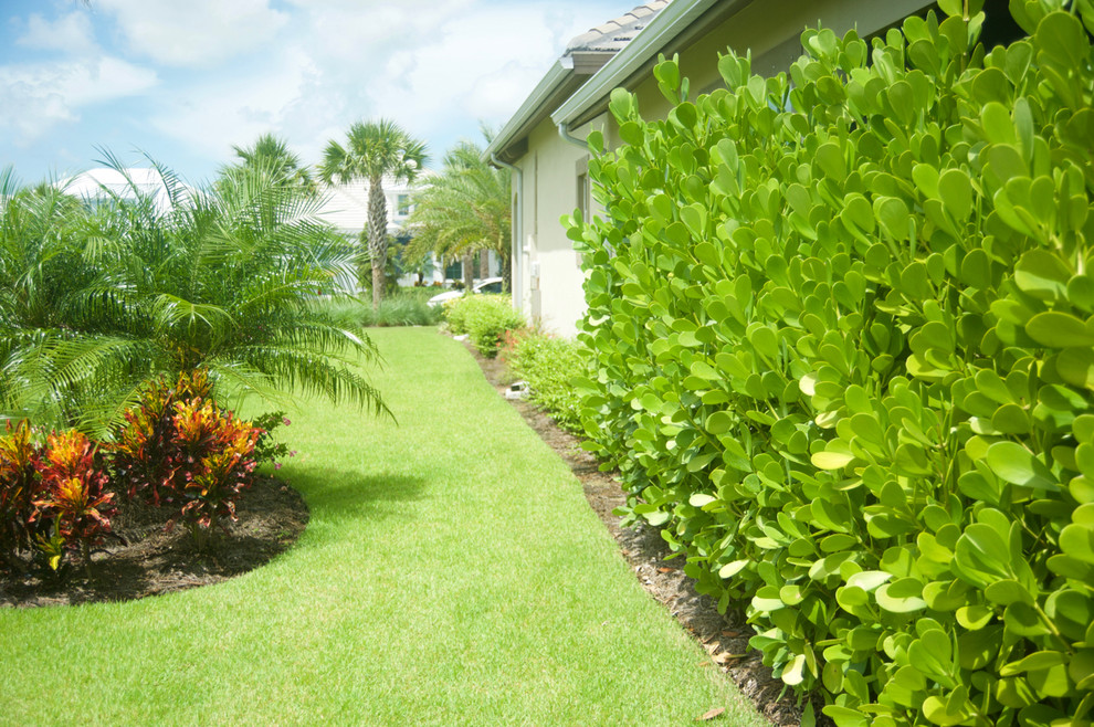 Immagine di un giardino tropicale esposto in pieno sole nel cortile laterale e di medie dimensioni