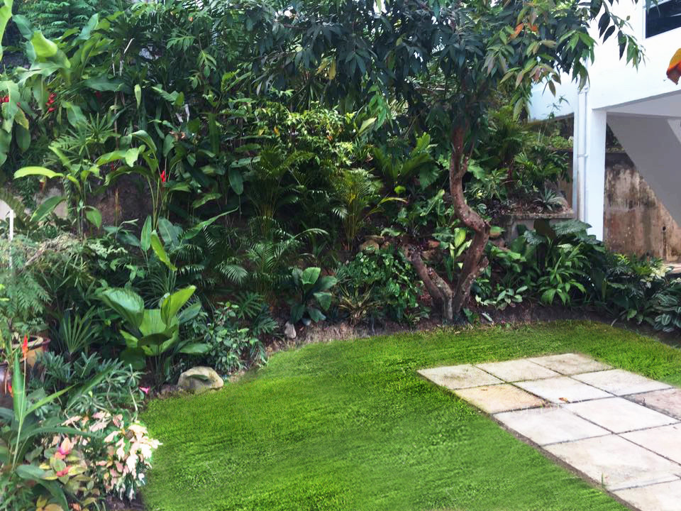 Idéer för att renovera en liten tropisk trädgård i skuggan i slänt, med en vertikal trädgård
