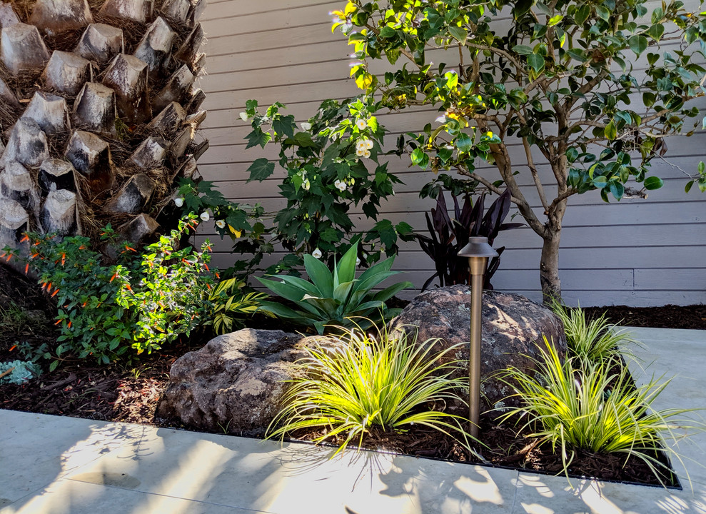Идея дизайна: летний засухоустойчивый сад среднего размера на заднем дворе в современном стиле с камнем в ландшафтном дизайне, полуденной тенью и мощением тротуарной плиткой