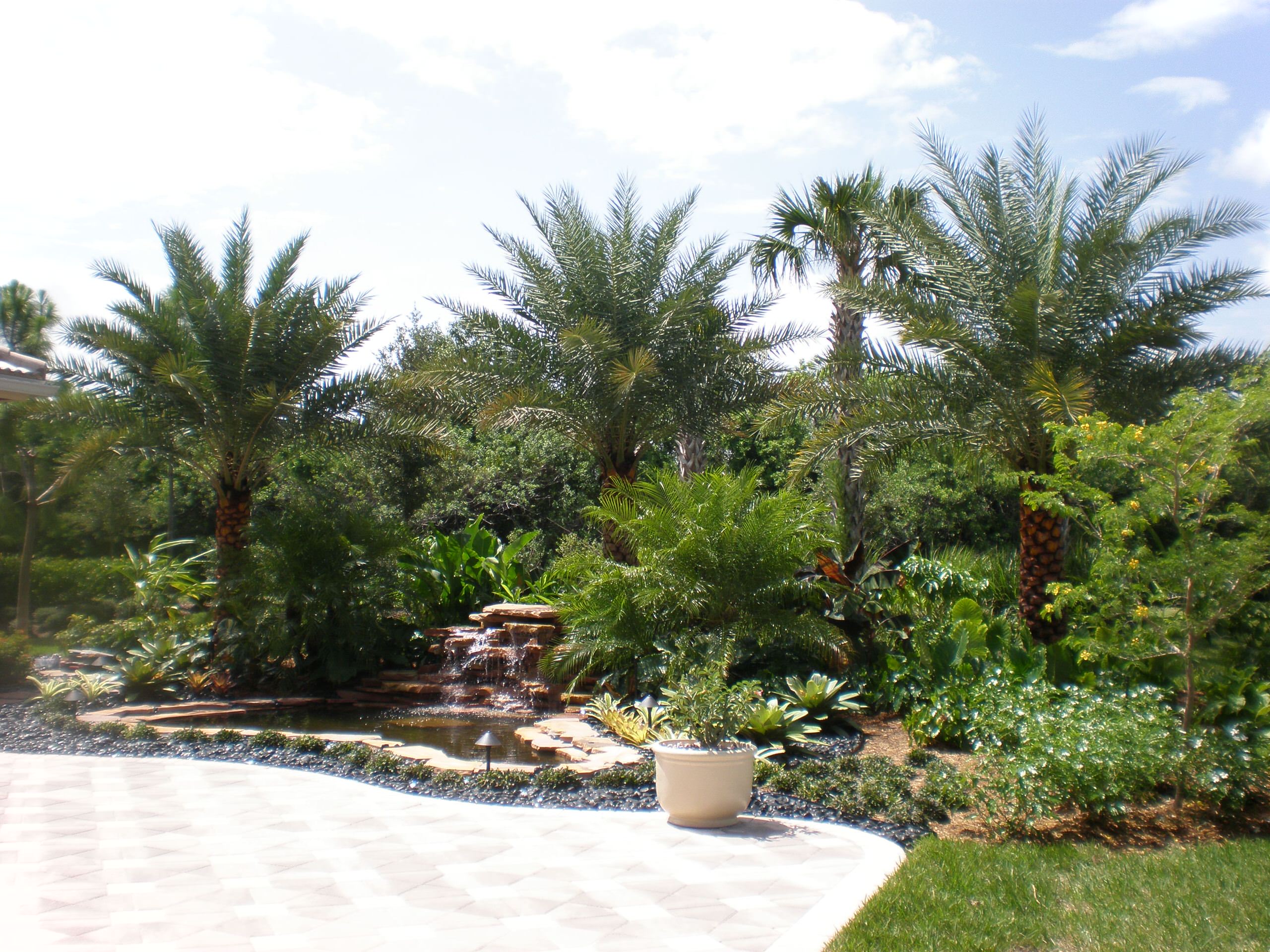 Featured image of post Coconut Tree Landscape Design