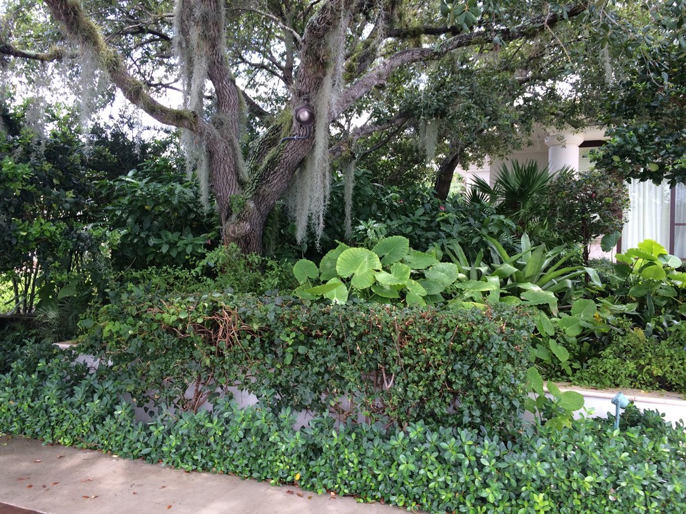 This is an example of a contemporary garden in Miami.
