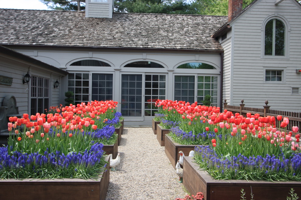 Tulips in planting beds - Traditional - Landscape - New York - by Conte