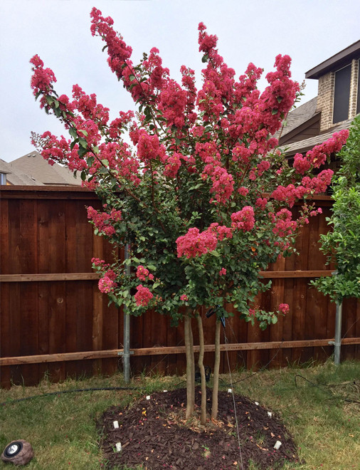 Tuscarora Crape Myrtle Landscape Dallas by Treeland Nursery Houzz